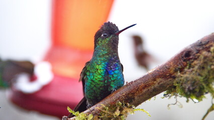 Fiery-throated hummingbird (Panterpe insignis) perched on a mossy branch at the high altitude...