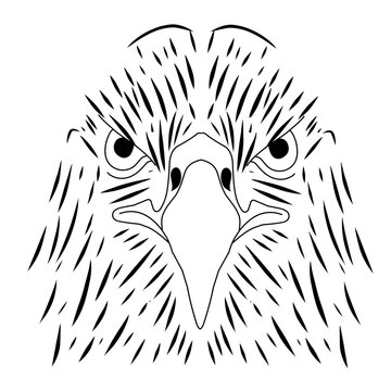 sketch face eagle