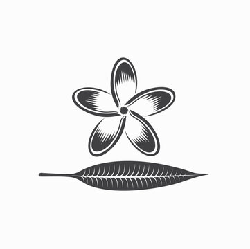 illustration of frangipani flower, vector art.