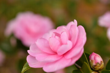ピンク色のサザンカの花