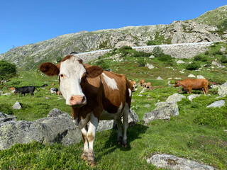 Fototapeta na wymiar Domestic cows during summer grazing on high alpine pastures in the area of the mountain St. Gotthard Pass (Gotthardpass) mountain area, Airolo - Canton of Ticino (Tessin), Switzerland (Schweiz)