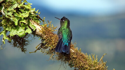 Fiery-throated hummingbird (Panterpe insignis) perched on a mossy branch at the high altitude...