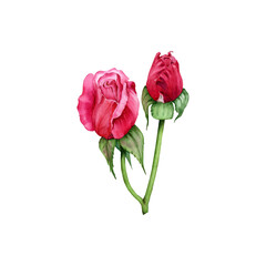 Watercolor Rose flower buds isolated illustration