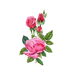 Watercolor Rose flowers and buds illustration design