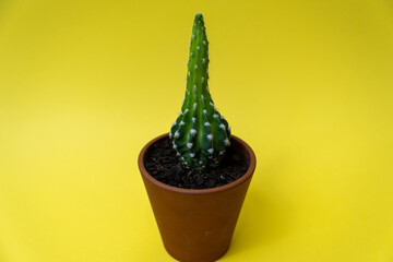 Cactus isolated over yellow background. Succulents and cactus in ceramic pot.