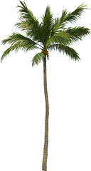 Obraz premium Coconut tree palm cutout