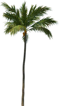 Coconut Tree Palm Cutout