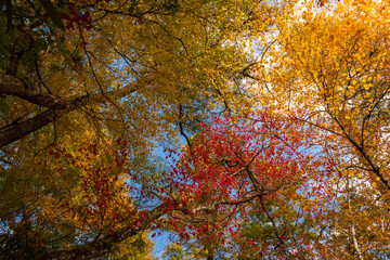 Fall Colors in the Sky