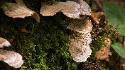 Mushrooms, Fungus, and Moss