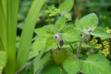 Phisalis with flower bud in spring