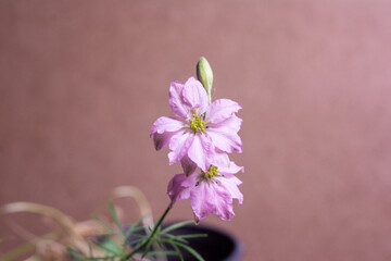 Photograph of a beautiful flower in stúdio