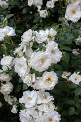 white flowers in the garden