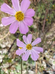 cosmos flower