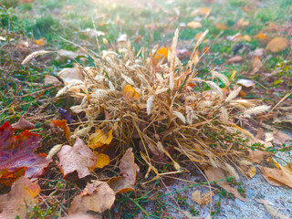 shrub on ground