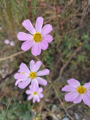 flowers in the forest