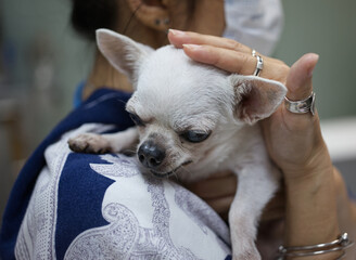 Sideways shot of OWNER carries chihuahua  her around neck . Concept love pet
