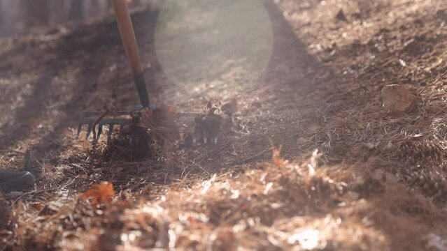 Man raking leaves in autmn fall - close up on leaves and rake