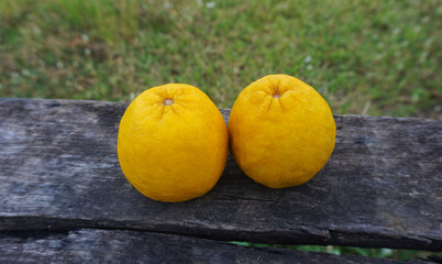 2 ripe yellow lemons laid on old wooden floor For cooking sour food