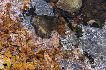 Frozen autumn leaves