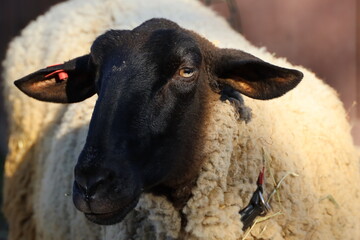 sheep in black and white