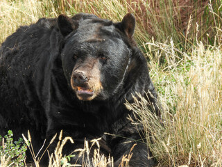 Obraz na płótnie Canvas Black bear in Bear Country in Rapid City, SD