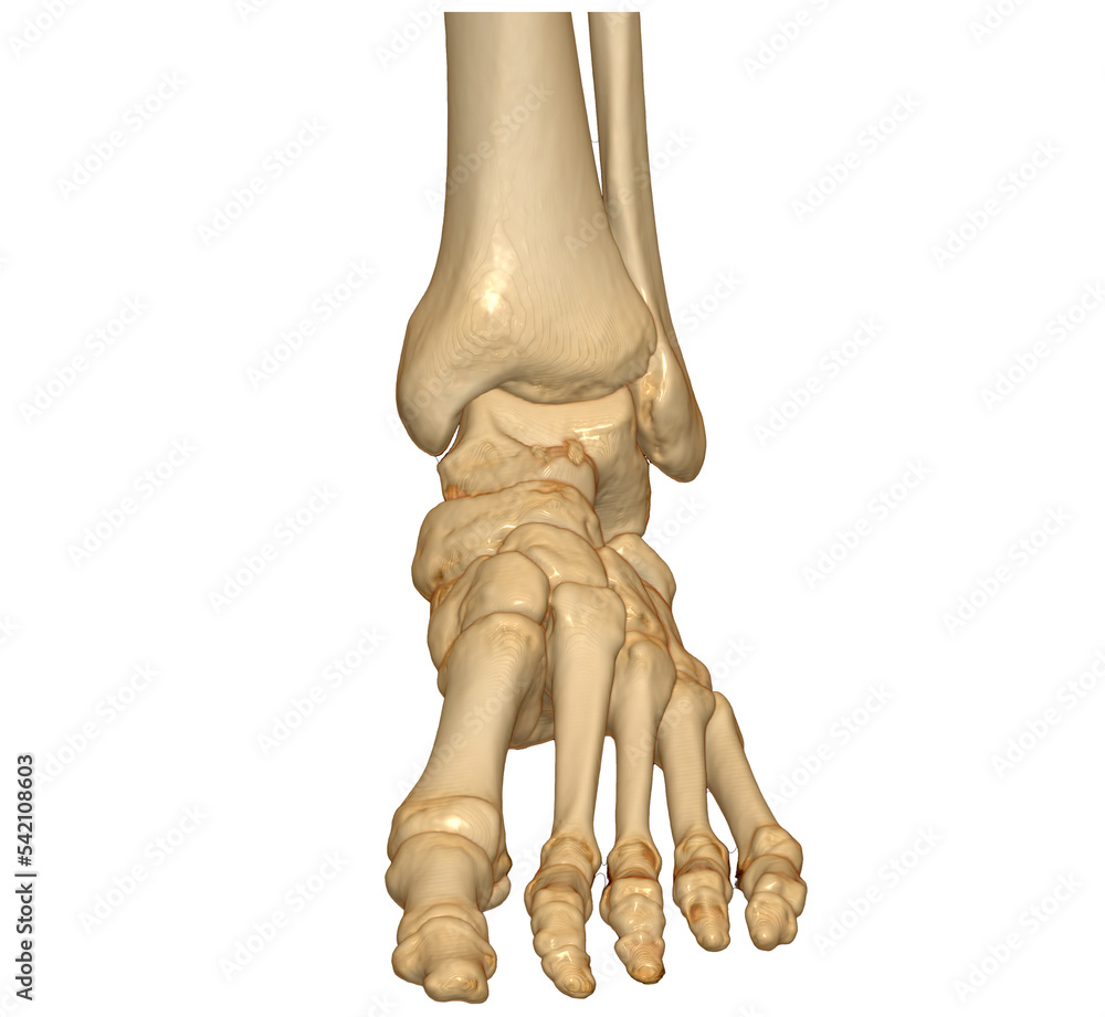 Poster 3d rendering of the foot bones isolated on white background. clipping path.