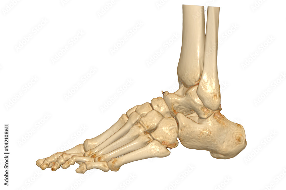 Poster 3d rendering of the foot bones isolated on white background. clipping path.