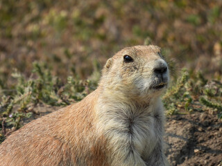 Black tailed prairie dog in White Horse Hill National Game Preserve