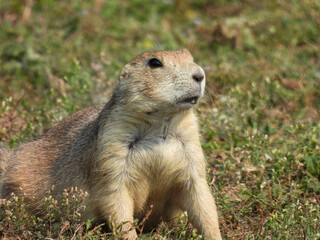 Black tailed prairie dog in White Horse Hill National Game Preserve