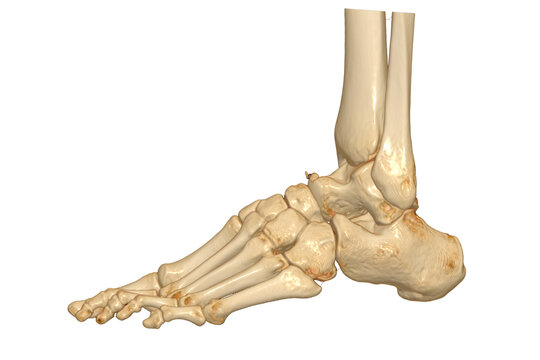 3D rendering  of the foot bones isolated on white background. Clipping path.