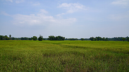 rice field and sky  Simple atmosphere in rural Thailand.