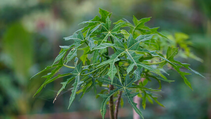 Jatropha multifida plant leaves whose sap can stop bleeding wounds - Selected focus with blur...