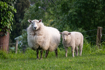 Naklejka na ściany i meble Sheep in a grassy green field, Gisborne, New Zealand 