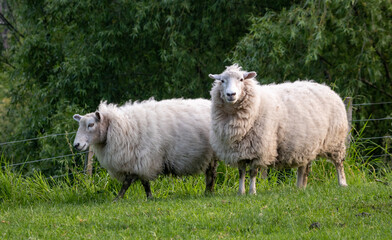 Sheep in a grassy green field, Gisborne, New Zealand 