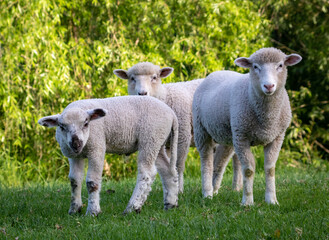 Naklejka na ściany i meble Sheep in a grassy green field, Gisborne, New Zealand 