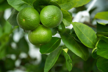 Lime tree with fruits 