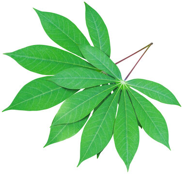 cassava leaf, green leaf transparent.