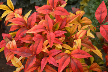 紅葉　南天の葉