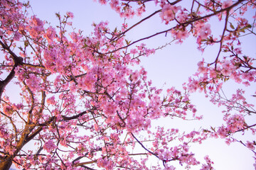 Sunset Sky and Sakura