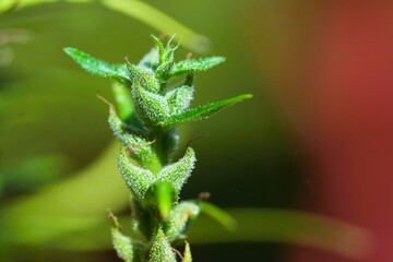 Macro photography, oil from flowers, cannabis plants