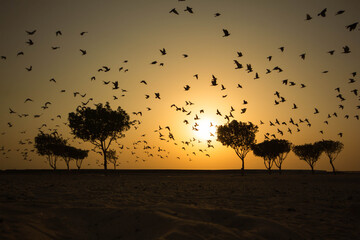 Sunset sunrise free flying birds