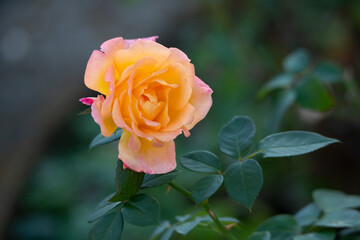薔薇
