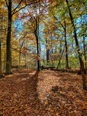 Plakat Vertical Shot of Sunlight Over Autumn Forest Floor