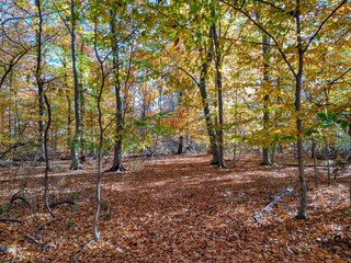 Spots of Sunlight in Bright Autumn Forest