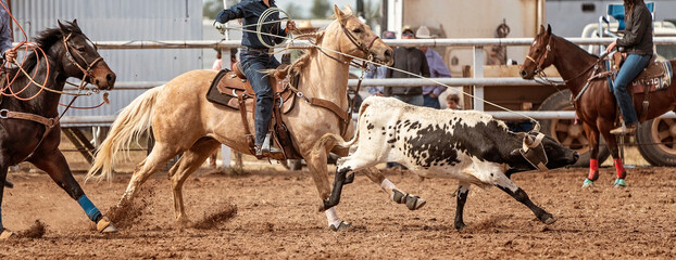 Calf Roping Event At An Australian Country Rodeo
