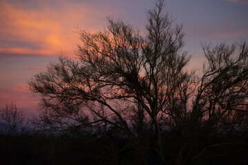 Obraz premium Colorful sky at dusk through shrub