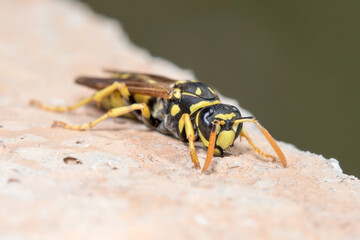 Polistes dominula wasp resting on a rock under the sun