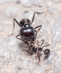 Messor barbarus ants fighting on a concrete floor