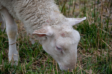 Sheep eating grass in Hokkaido