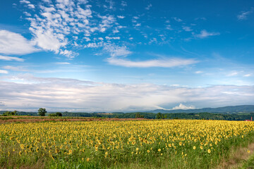 A golden sunflower field with blue sky